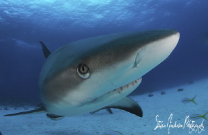 It was awesome morning spent with no less than 25 Reef Sh... by Steven Anderson 